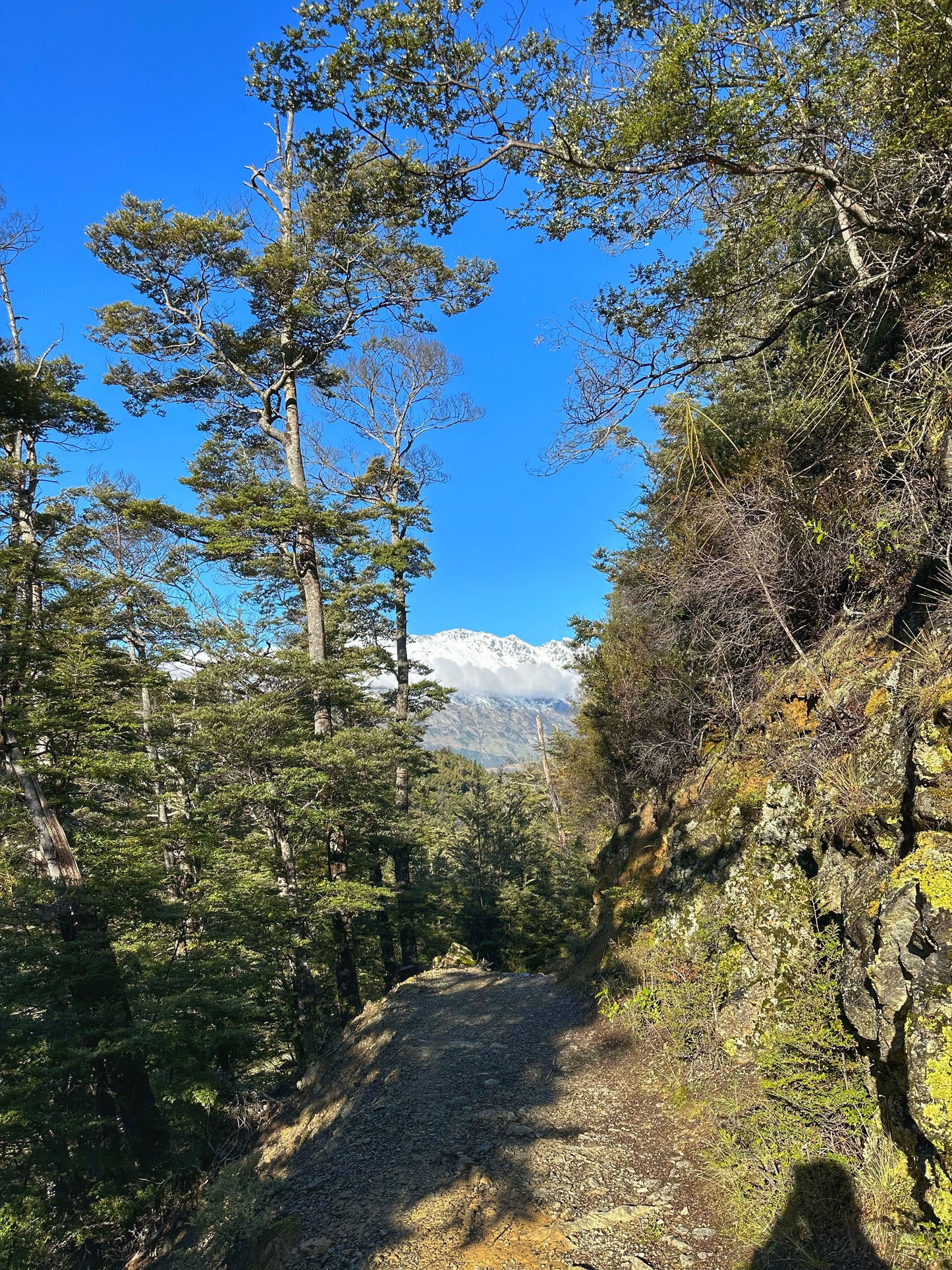 Private Guided Mt Crichton Hike