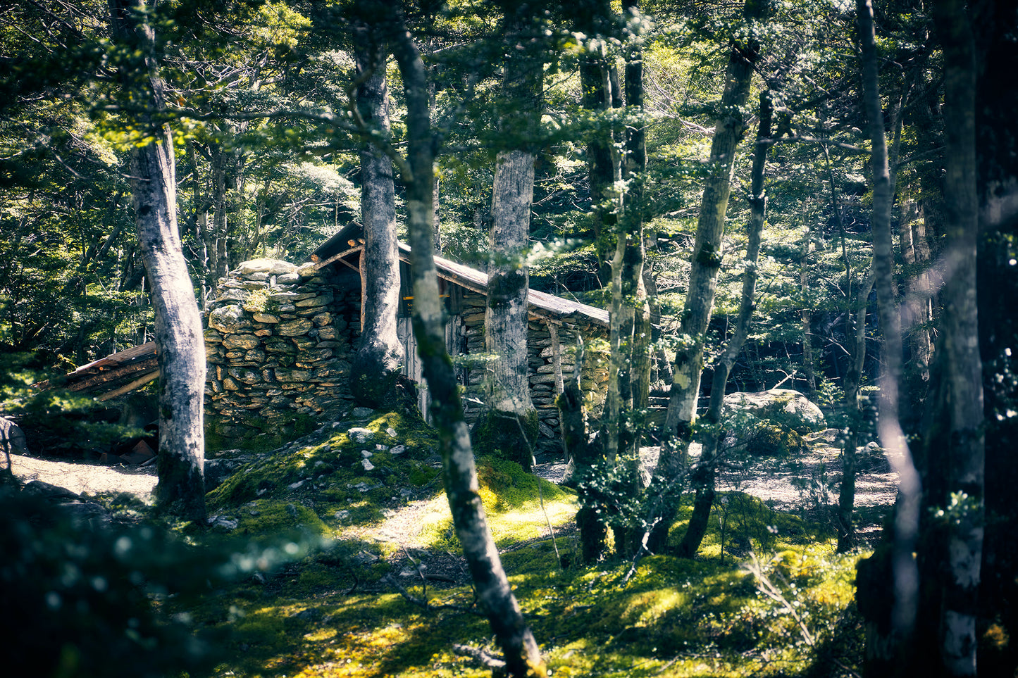 Private Guided Mt Crichton Hike