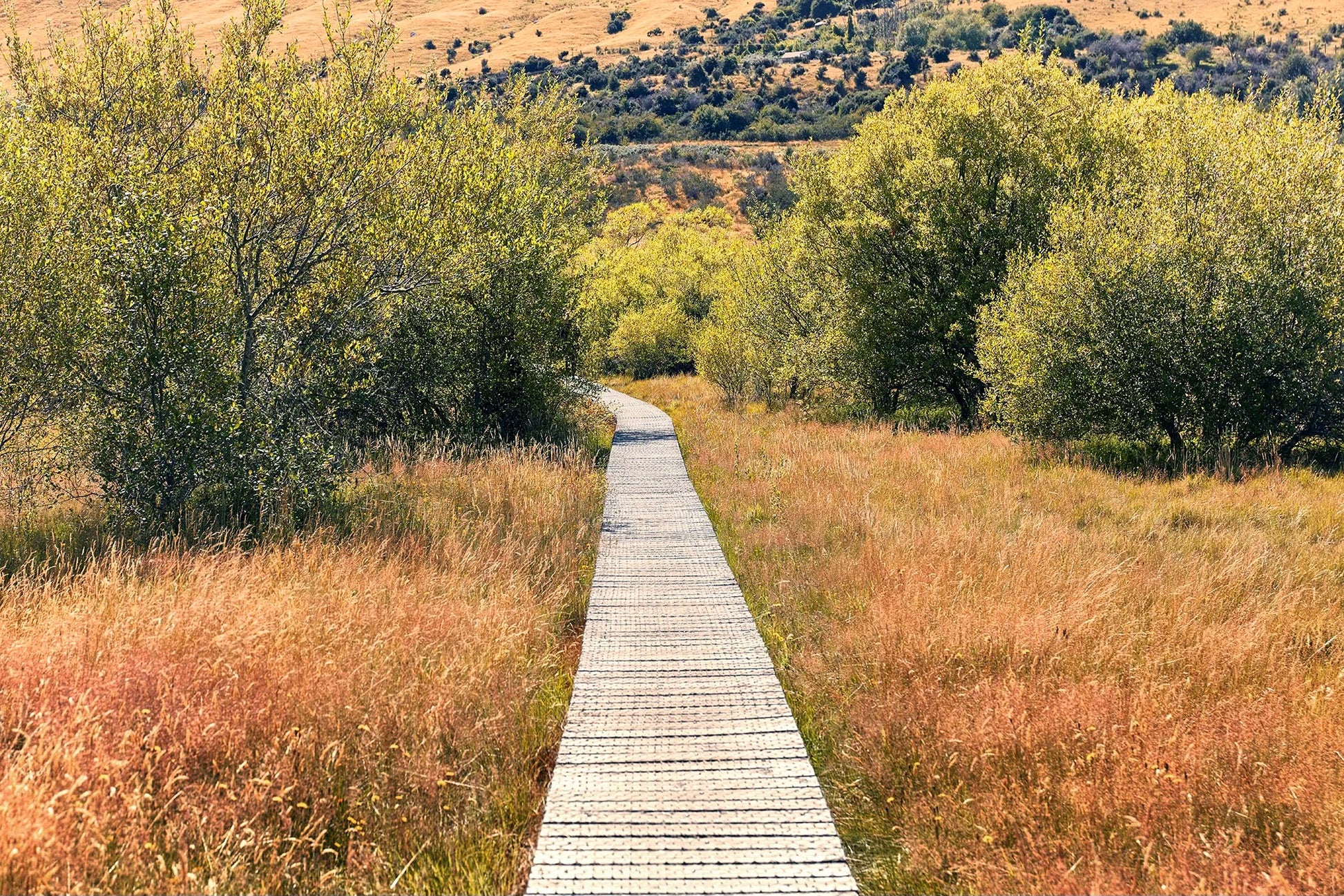 Glenorchy Lagoon boardwalk surrounded by golden tussock wetlands near Queenstown